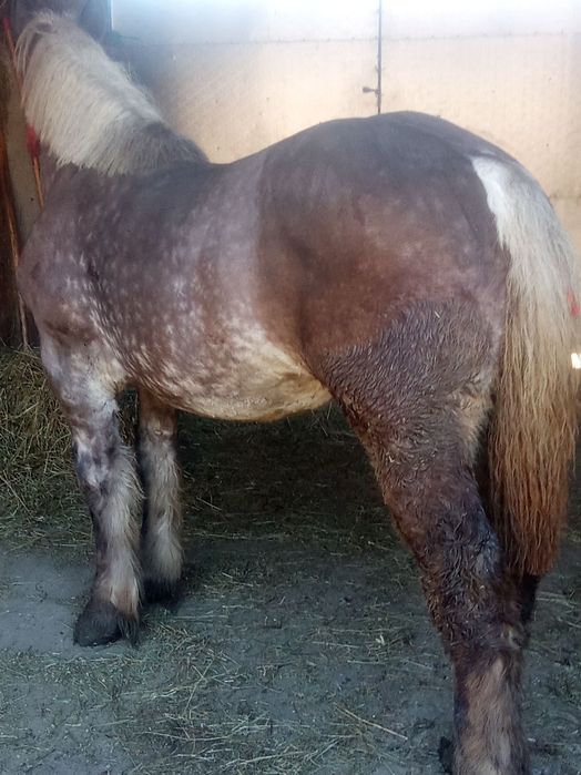 Vând mânză 8 luni foarte cuminte