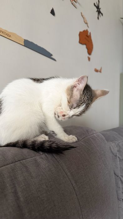 Котенок девочка. СРОЧНЫЙ ПРИСТРОЙ
