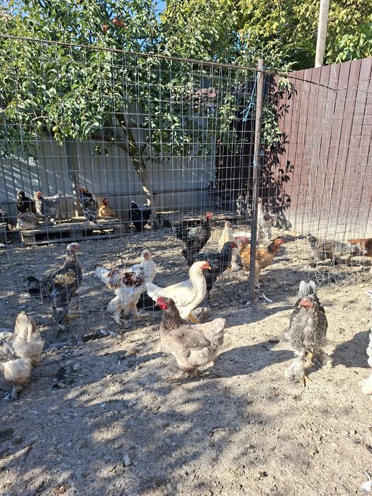 Cocoșii Brahma de vanzare