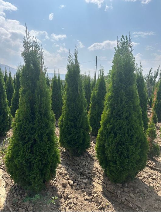 Саженцы көшеттер барлық түрі бар