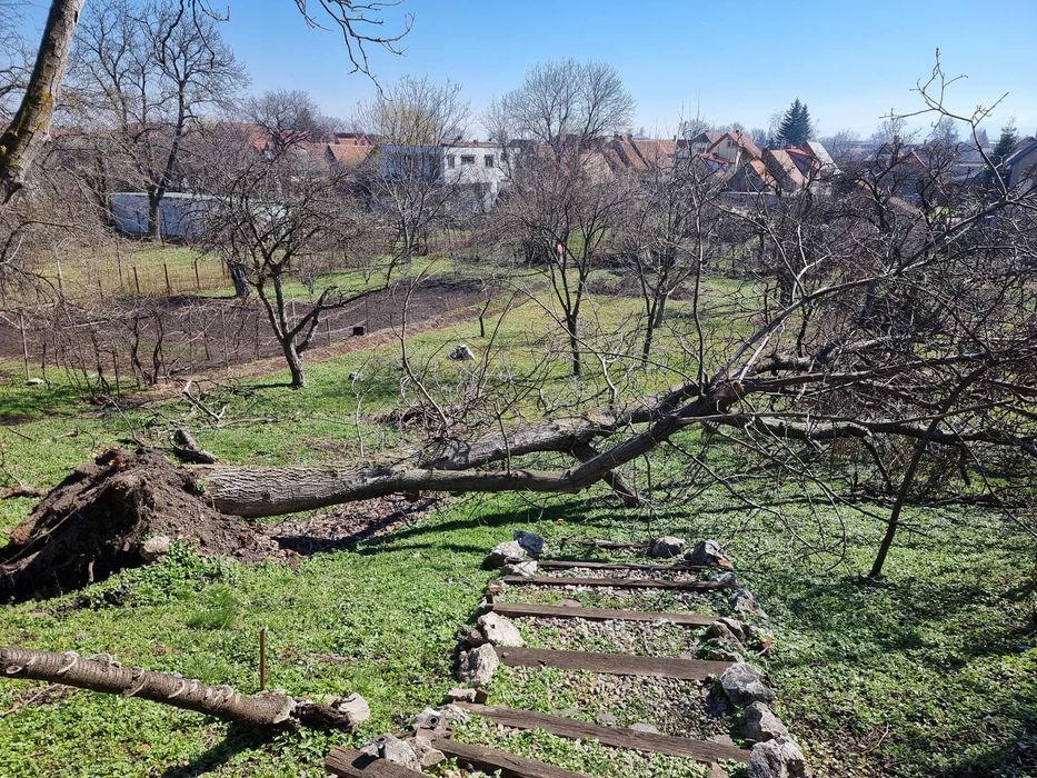 Nuc pentru lemn, mobila