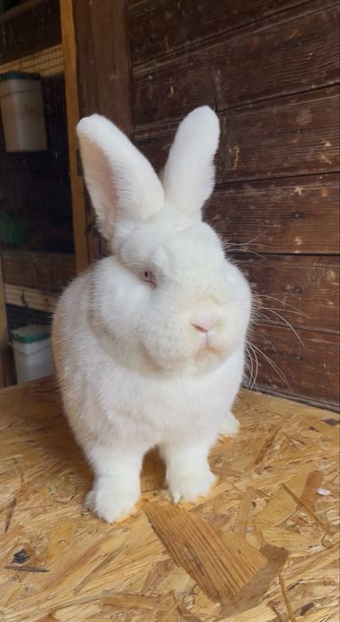 Iepuri Neozeelandez Alb