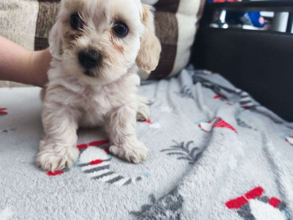 Pui Bichon Maltese, 2 luni, de vânzare