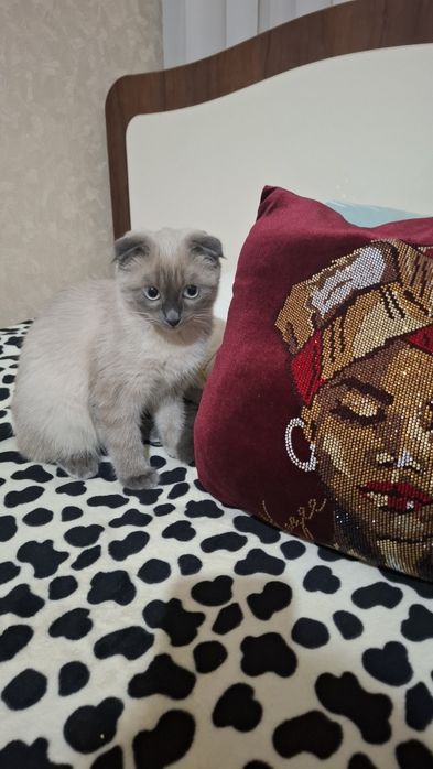 Продам сиамскую вислоушку