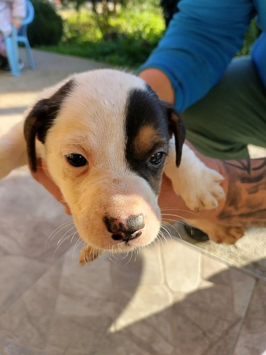 Джак Ръсел Териер мини