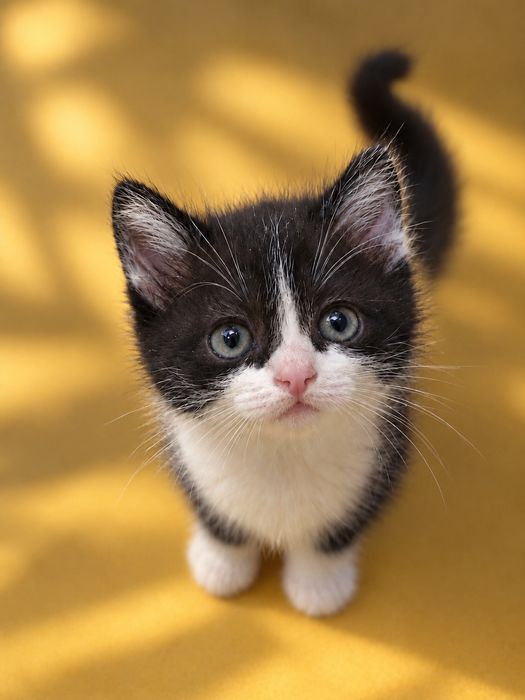Котята бесплатно