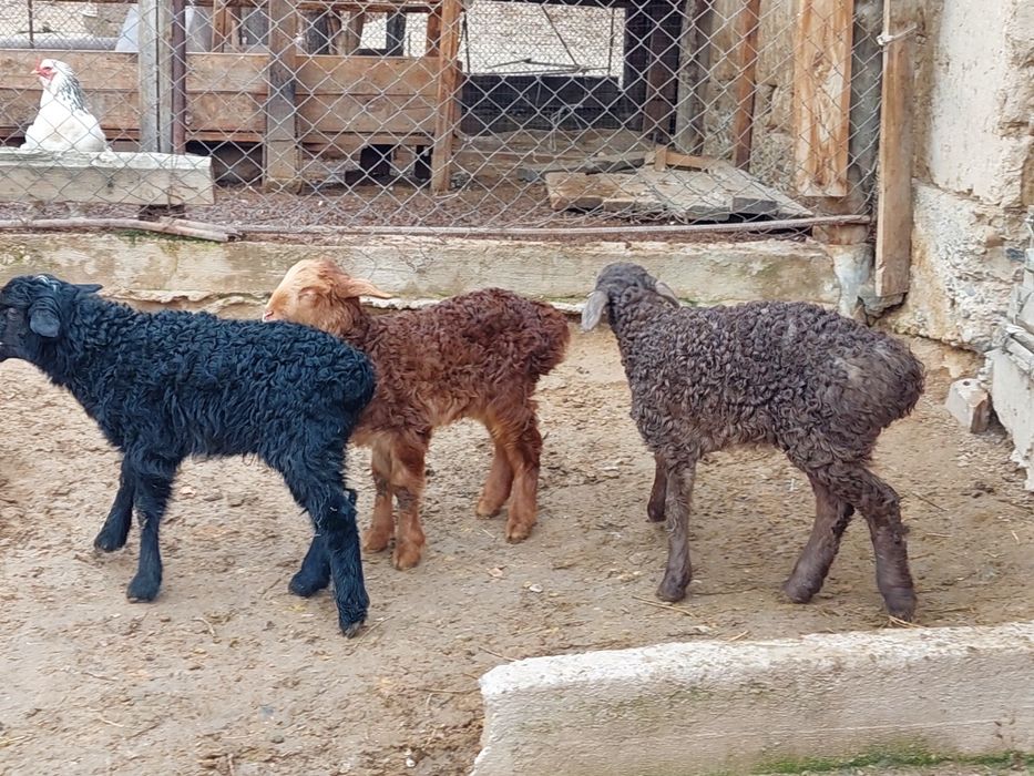 Қозылар сатылады