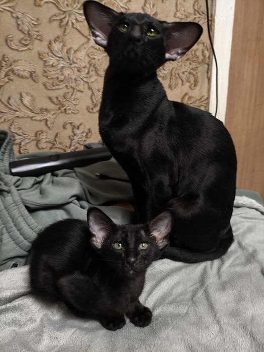 Ориентальный котёнок я