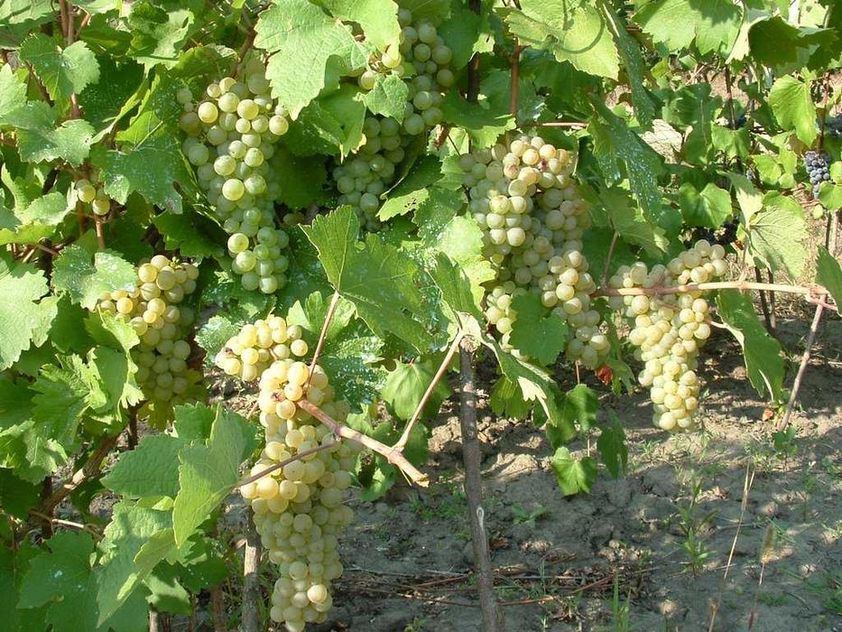 Struguri de vin Muscat Ottonel Merlot Fetească, preț producător transport gratuit la locație în jud. Arges