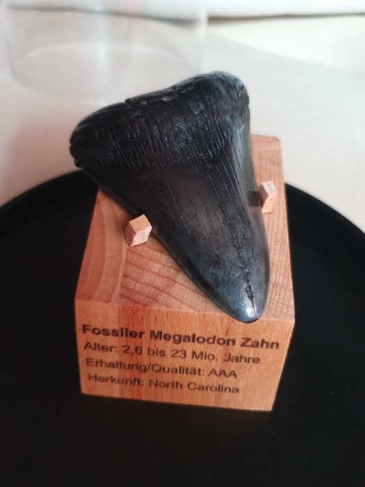 Fosila rara de Megalodon cu vitrina muzeu de prezentare