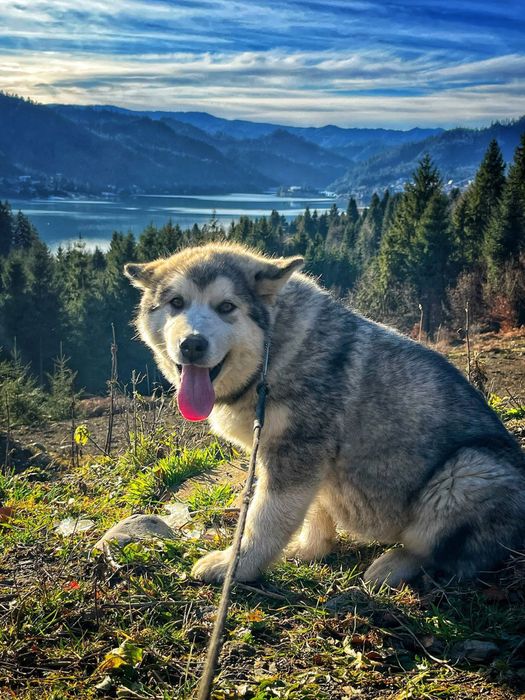 Malamut de Alaska -femelă
