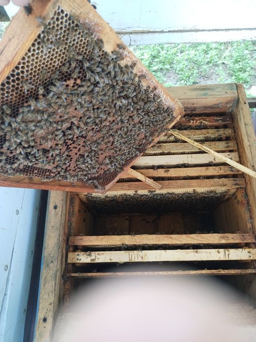 Asalari sotiladi.Асалари сотилади.