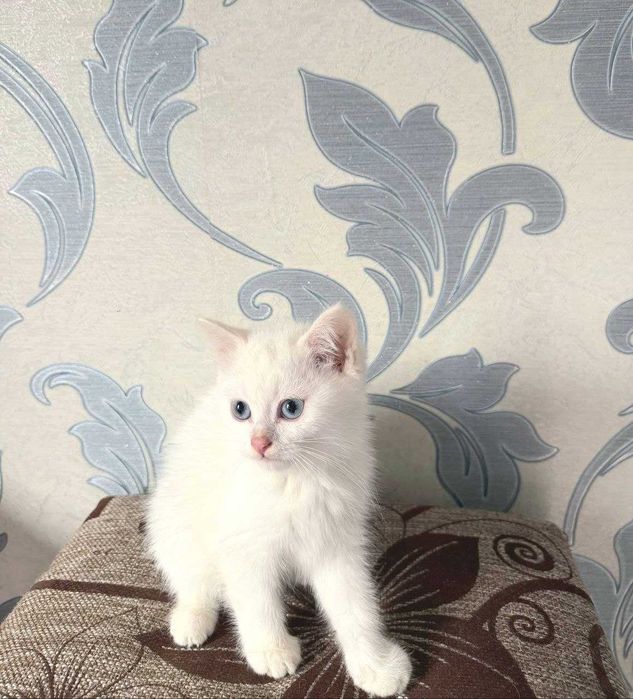 Кот "Mavi" белый голубоглазый