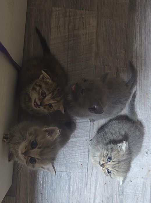 Продам котят вислоухих