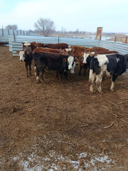 Продам бычков 12 голов