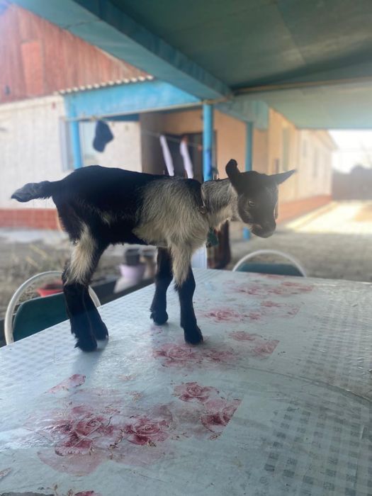 Козлики и козочка