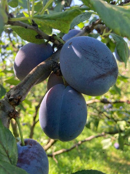 Vand prune din gradina, zona Reghin