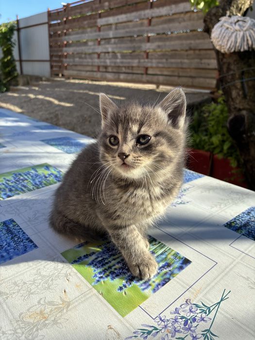 Pui de pisică gri deschis