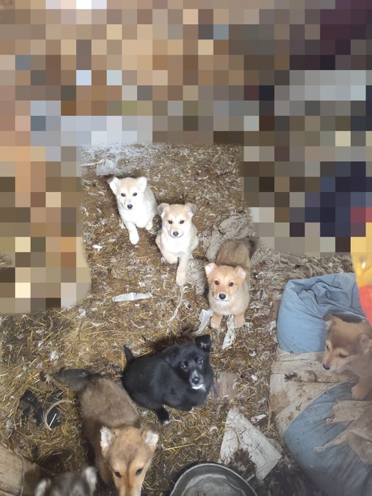 Отдам в добрые руки щенков