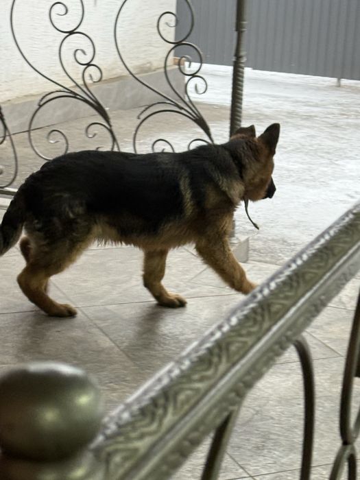 немецкая овчарка