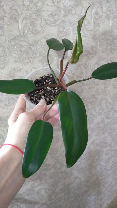Продам комнатные растения