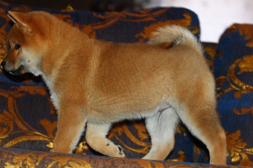 щенки сибы японской