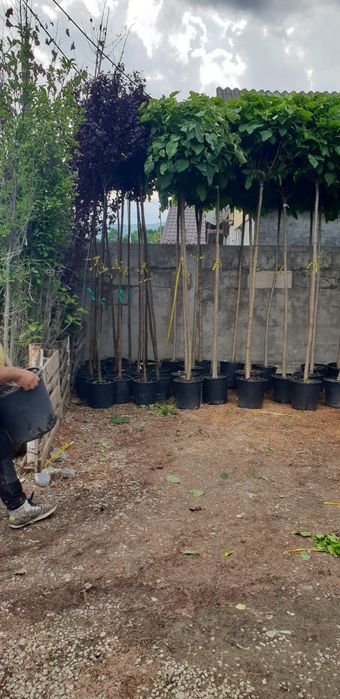 Magnolie grandiflora salcam robinia catalpa prunus pissardi