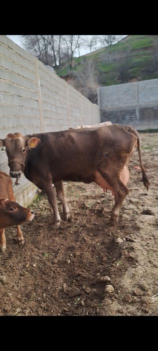 Корова с теленком