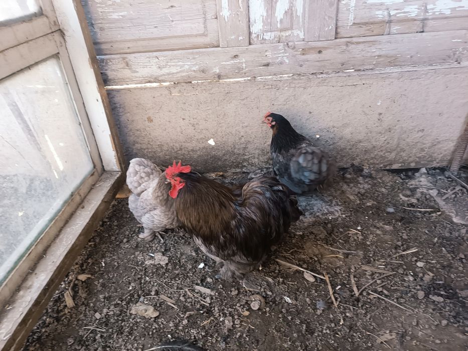 Карликтер сатылады