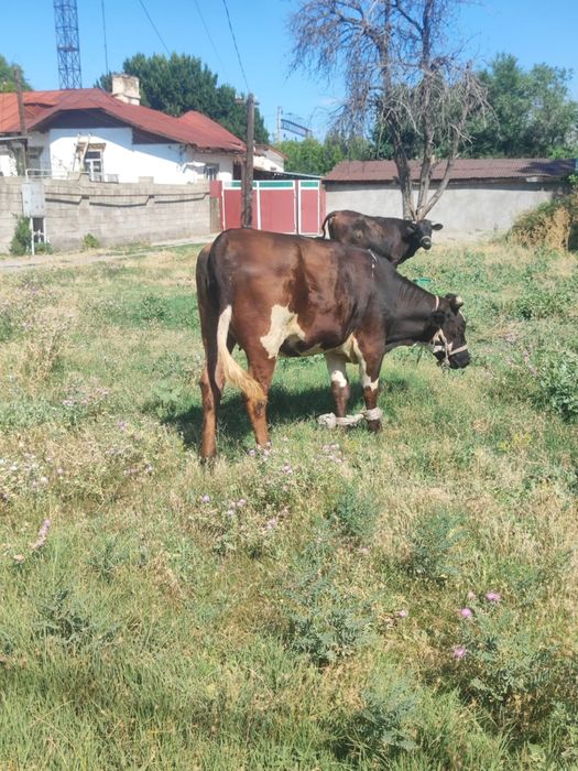 Продаются телята
