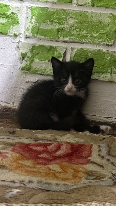 Отдам котят бесплатно