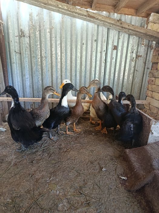 Урдак жужалар сотилади