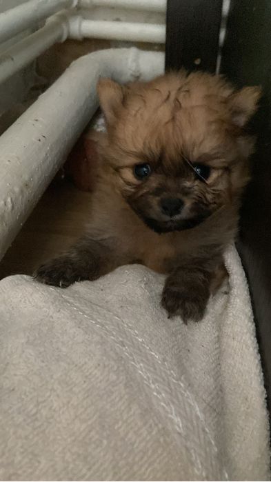 Продам щенков немецкий шпиц.