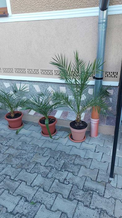 Plante de apartament