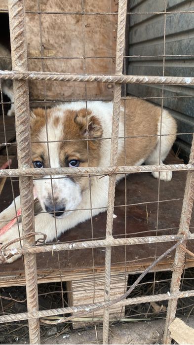 Продается щенка алабая