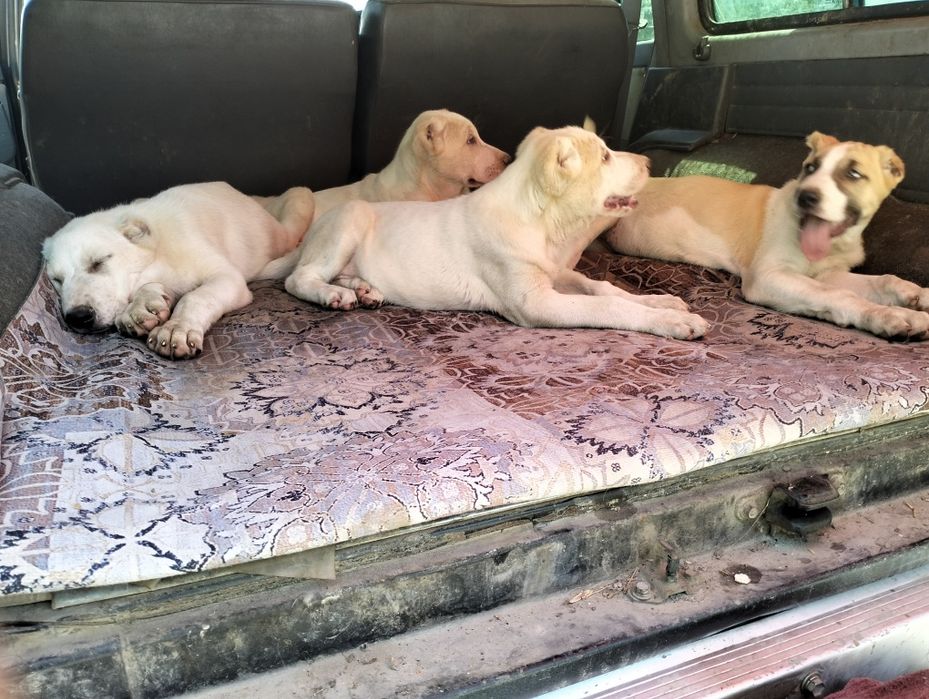 Щенки алабая двамесяца