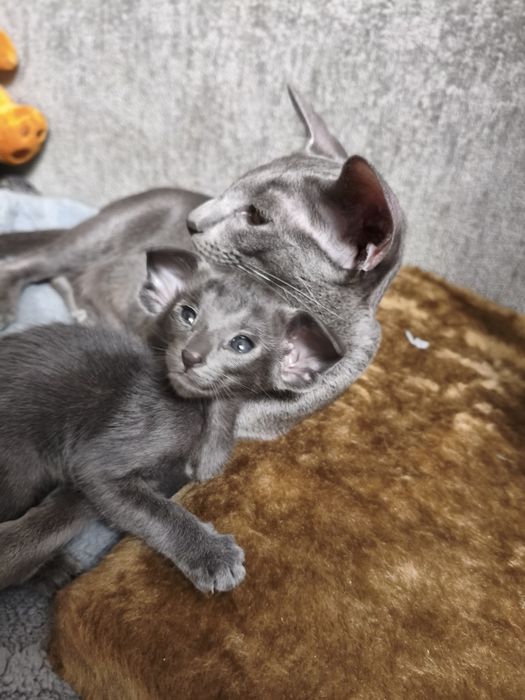 Ориентальные котята экстрим