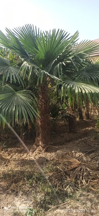 Палма трахкорпус сотилади