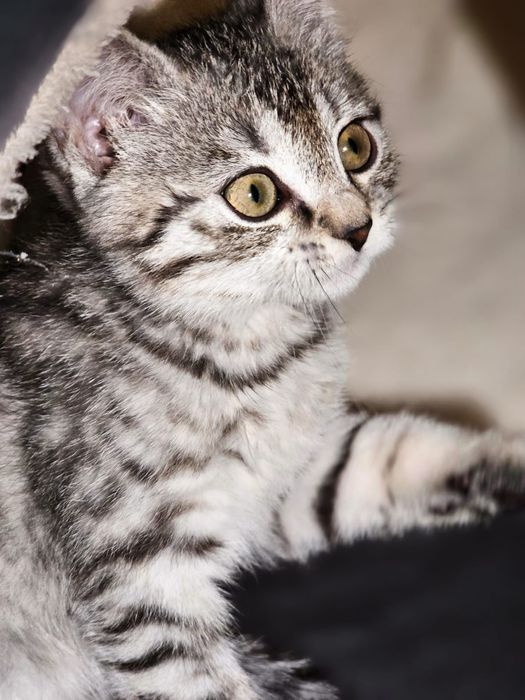 Продаётся шотландский кот