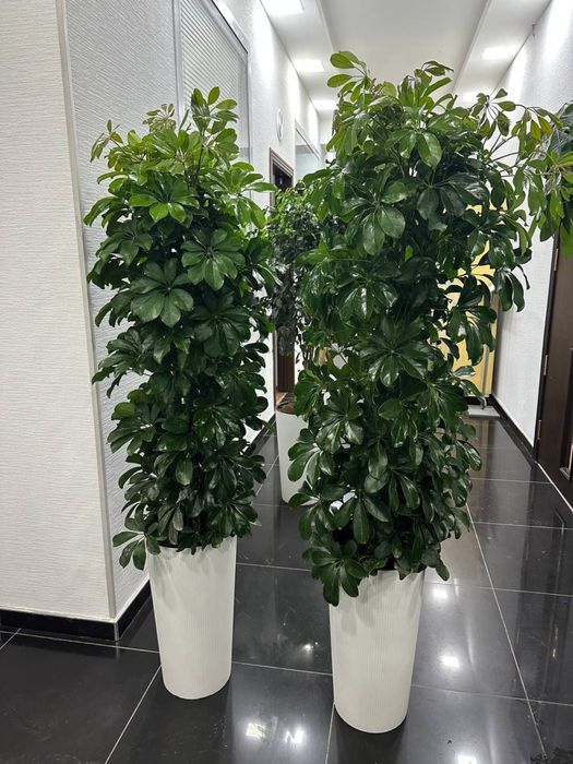 Комнатные растения, офисные и комнатные цветы, Гуллар, Офис гуллари