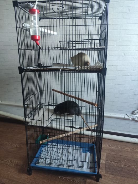 Продам двух крыс вместе с клетками