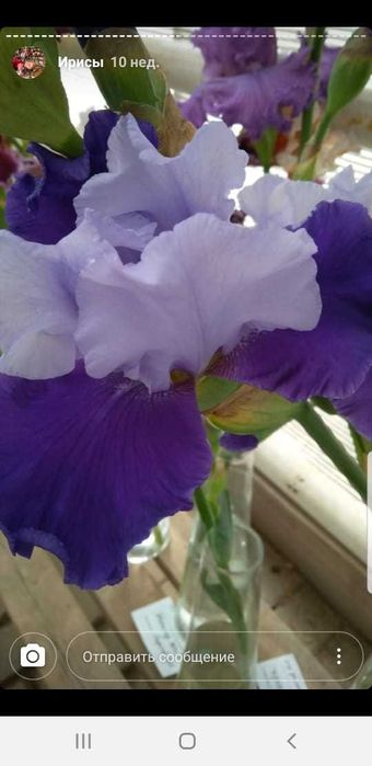 Клубни сортовых ирисов.