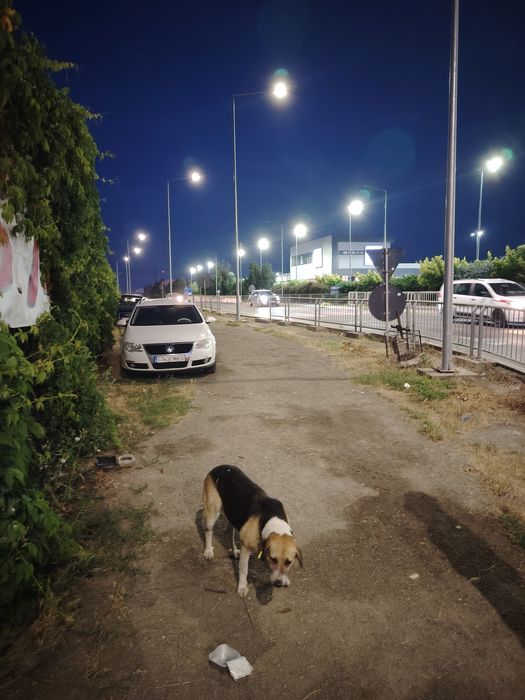 Câine maidanez in zona Kaufland Palazu mare