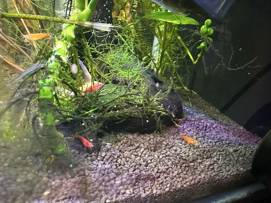 Acvariu complet cu plante, creveti, corydoras