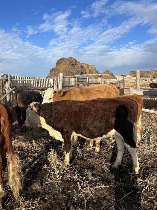 Отборные бычки 2025 г.