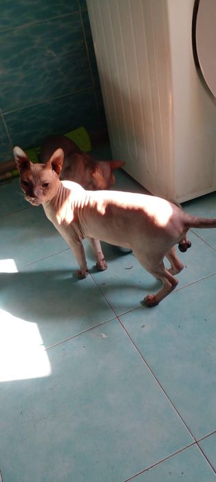 Вязка донской сфинкс