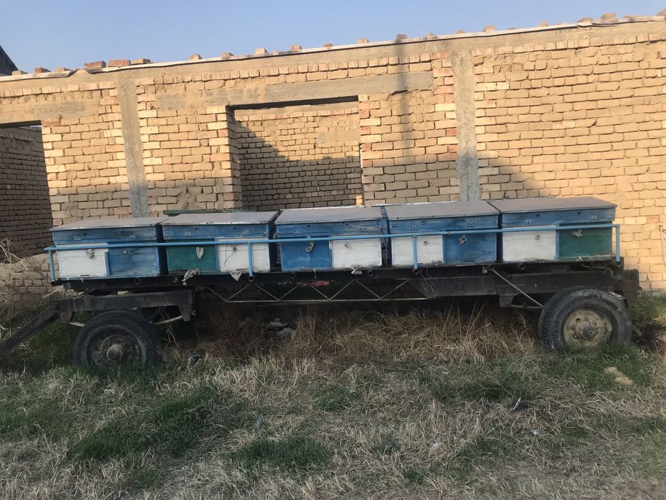 Асал ари прицеп яшиклари билан сотилади……...