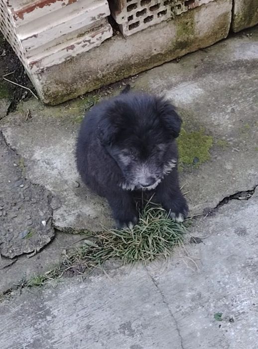 Câine de adoptat  (Citiți Descripția)