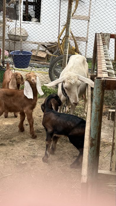 Козы Англо-нубийская