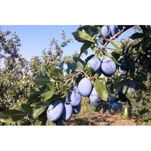 Продам саженцы Чернослива